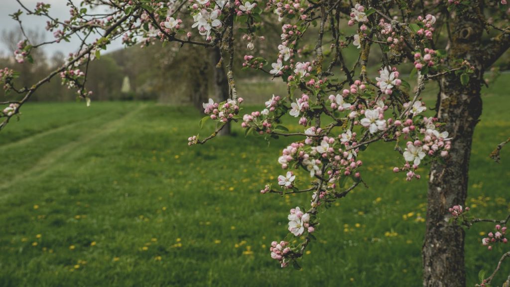 meadows green trees blossoms